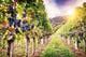 Winery and Vineyard Insurance