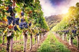 Winery and Vineyard